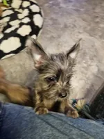 Rufio, a male French Bulldog and Silky Terrier for sale in Jacksonville, FL – Photo 6 of 7