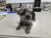 Rufio, a male French Bulldog and Silky Terrier for sale in Jacksonville, FL – Photo 2 of 7