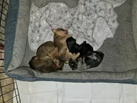 Rufio, a male French Bulldog and Silky Terrier for sale in Jacksonville, FL – Photo 7 of 7