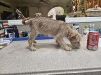 Boudreaux, a male French Bulldog and Silky Terrier for sale in Jacksonville, FL – Photo 3 of 5