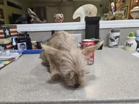 Boudreaux, a male French Bulldog and Silky Terrier for sale in Jacksonville, FL – Photo 2 of 5