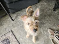 Boudreaux, a male French Bulldog and Silky Terrier for sale in Jacksonville, FL – 2 of 6