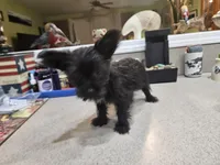 Mary Beth, a female French Bulldog and Silky Terrier for sale in Jacksonville, FL – Photo 3 of 10