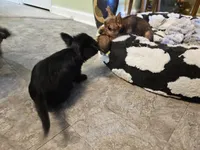 Mary Beth, a female French Bulldog and Silky Terrier for sale in Jacksonville, FL – Photo 9 of 10