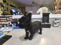 Mary Beth, a female French Bulldog and Silky Terrier for sale in Jacksonville, FL – Photo 5 of 10