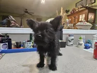 Mary Beth, a female French Bulldog and Silky Terrier for sale in Jacksonville, FL – Photo 2 of 10