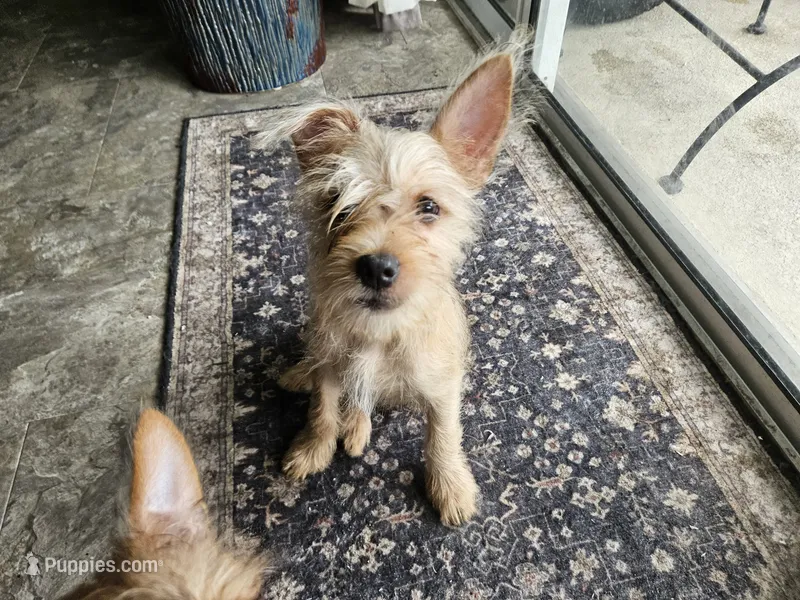 Boudreaux – French Bulldog, Silky Terrier puppy for sale in Jacksonville, FL