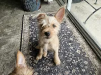 Boudreaux, a male French Bulldog and Silky Terrier for sale in Jacksonville, FL – 1 of 6