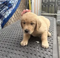 AKC Golden Retriever, a female Golden Retriever for sale in Hialeah, FL – Photo 2 of 2