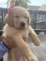 AKC Golden Retriever, a female Golden Retriever for sale in Hialeah, FL – Photo 1 of 2