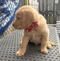 AKC Golden Retriever, a male Golden Retriever for sale in Hialeah, FL – Photo 2 of 2