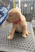 AKC Golden Retriever, a male Golden Retriever for sale in Hialeah, FL – Photo 1 of 2