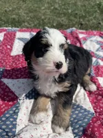 Baxter, a male Miniature Bernedoodle for sale in Fremont, IN – 2 of 6