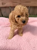Lola, a female Poodle - Miniature  for sale in Fremont, IN – 2 of 8