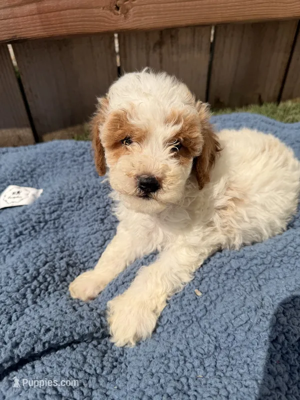 Finley – Poodle - Miniature  puppy for sale in Fremont, IN