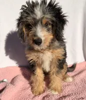 Molly, a female Miniature Bernedoodle for sale in Fremont, IN – 5 of 10
