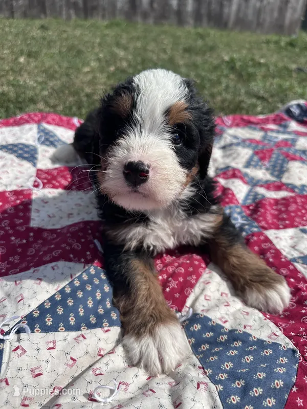 Babe – Miniature Bernedoodle puppy for sale in Fremont, IN