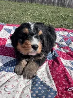 Walter, a male Miniature Bernedoodle for sale in Fremont, IN – 5 of 5