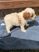 Finley, a male Poodle - Miniature  for sale in Fremont, IN – 6 of 7