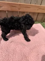 Lucy, a female Poodle - Miniature  for sale in Fremont, IN – 6 of 6
