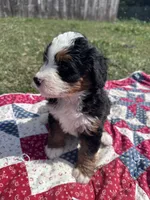 Babe, a female Miniature Bernedoodle for sale in Fremont, IN – 4 of 5