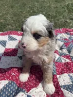 Max, a male Miniature Bernedoodle for sale in Fremont, IN – 3 of 6