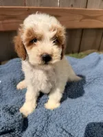 Finley, a male Poodle - Miniature  for sale in Fremont, IN – 4 of 7