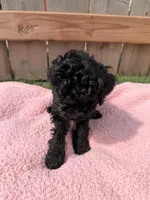 Lucy, a female Poodle - Miniature  for sale in Fremont, IN – 3 of 6