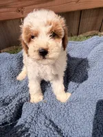 Finley, a male Poodle - Miniature  for sale in Fremont, IN – 3 of 7
