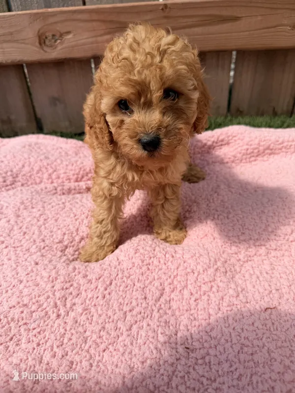 Lola – Poodle - Miniature  puppy for sale in Fremont, IN
