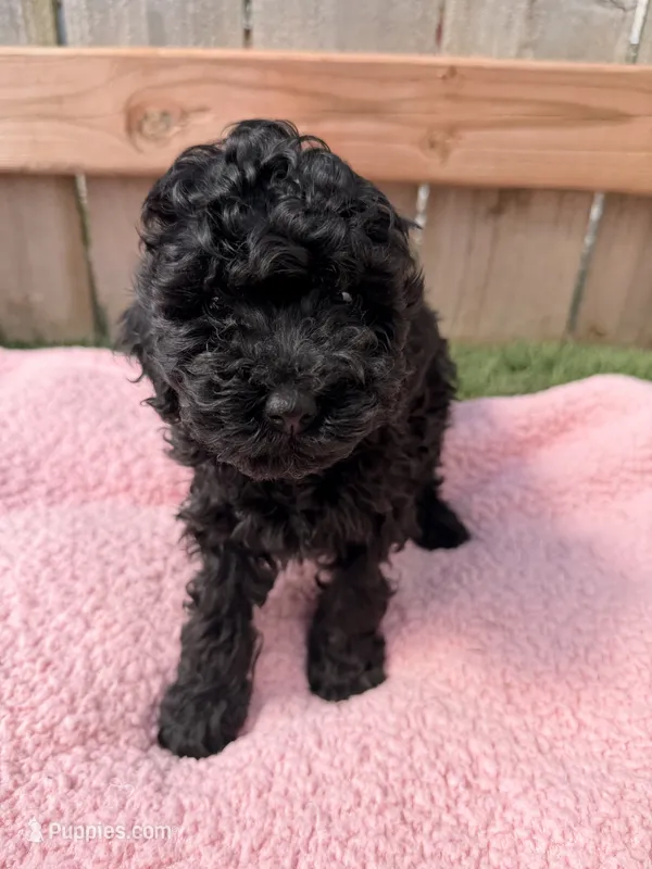 Lucy – Poodle - Miniature  puppy for sale in Fremont, IN