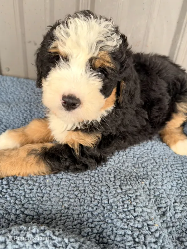 Baxter – Miniature Bernedoodle puppy for sale in Fremont, IN
