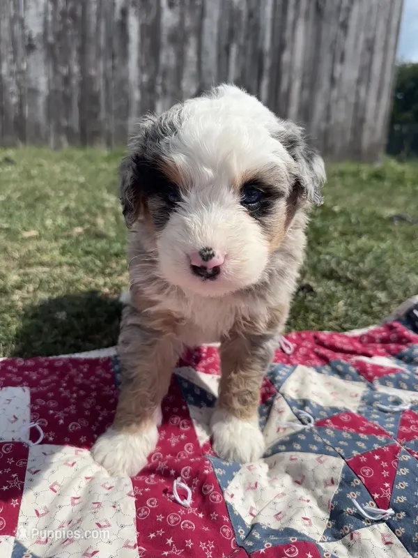 Max – Miniature Bernedoodle puppy for sale in Fremont, IN