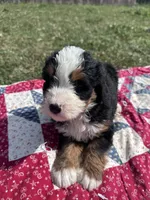 Babe, a female Miniature Bernedoodle for sale in Fremont, IN – 5 of 5