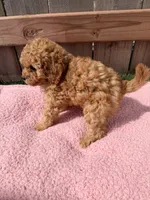 Lola, a female Poodle - Miniature  for sale in Fremont, IN – 4 of 8