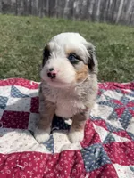 Max, a male Miniature Bernedoodle for sale in Fremont, IN – 5 of 6