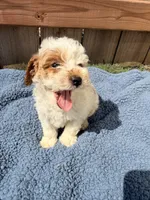 Walt, a male Poodle - Miniature  for sale in Fremont, IN – 6 of 6