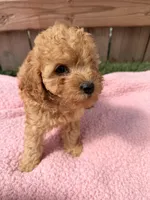 Lola, a female Poodle - Miniature  for sale in Fremont, IN – 6 of 8