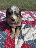 Molly, a female Miniature Bernedoodle for sale in Fremont, IN – 2 of 6