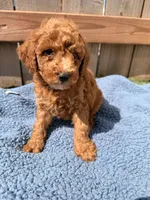 Henry , a male Poodle - Miniature  for sale in Fremont, IN – 4 of 5