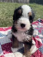 Babe, a female Miniature Bernedoodle for sale in Fremont, IN – 2 of 5