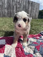 Max, a male Miniature Bernedoodle for sale in Fremont, IN – 6 of 6