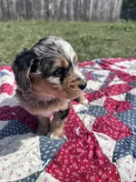 Molly, a female Miniature Bernedoodle for sale in Fremont, IN – 5 of 6