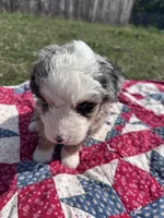 Max, a male Miniature Bernedoodle for sale in Fremont, IN – 4 of 6
