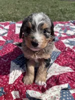 Molly, a female Miniature Bernedoodle for sale in Fremont, IN – 3 of 6