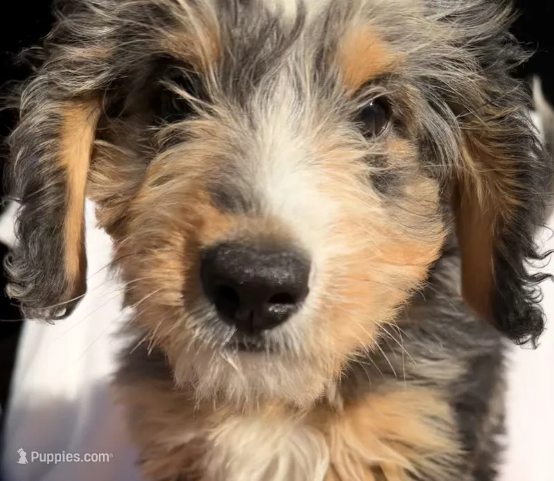 Molly – Miniature Bernedoodle puppy for sale in Fremont, IN