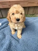 Leo, a male Poodle - Miniature  for sale in Fremont, IN – 2 of 6
