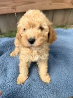 Leo, a male Poodle - Miniature  for sale in Fremont, IN – 4 of 6