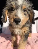 Molly, a female Miniature Bernedoodle for sale in Fremont, IN – 6 of 10