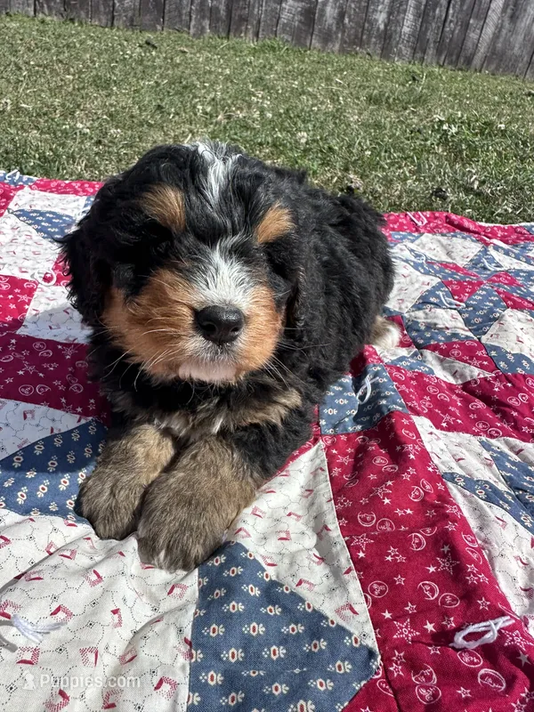 Walter – Miniature Bernedoodle puppy for sale in Fremont, IN